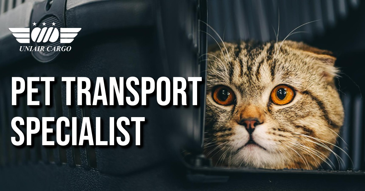 5 Requirements in Transporting Live Pets Overseas